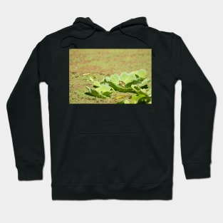 Prince Of The Lily Pods Hoodie